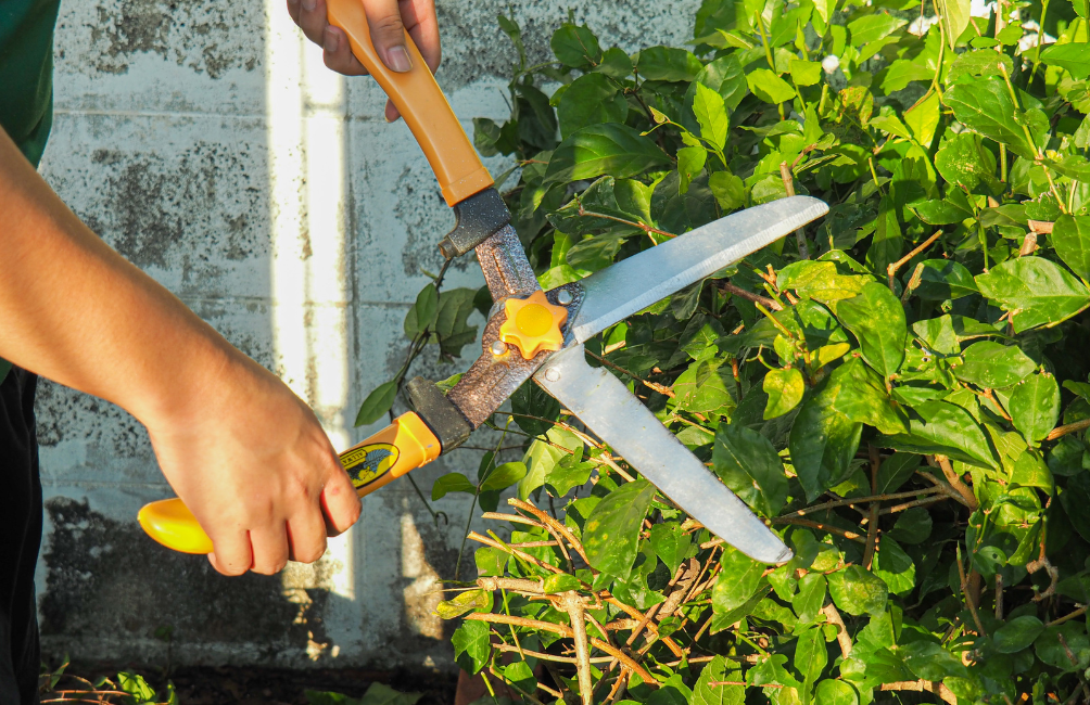 Entretien extérieur par Maxi Services